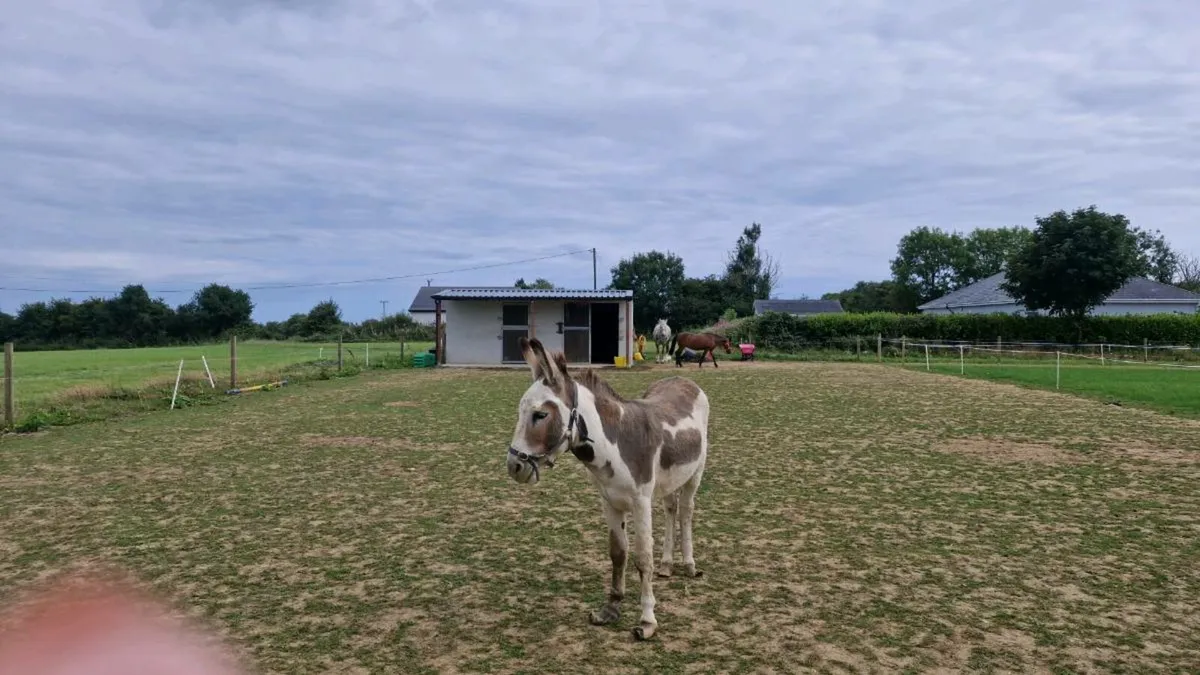 Donkey 4 years - Image 1