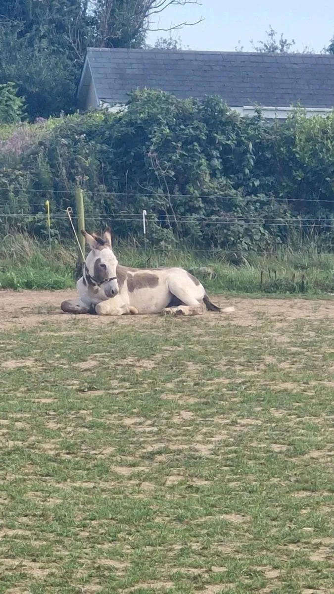 Donkey 4 years - Image 2