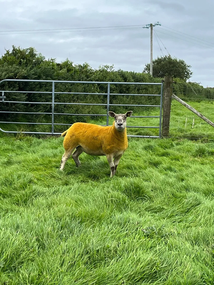 🔥sufftex hogget  🔥