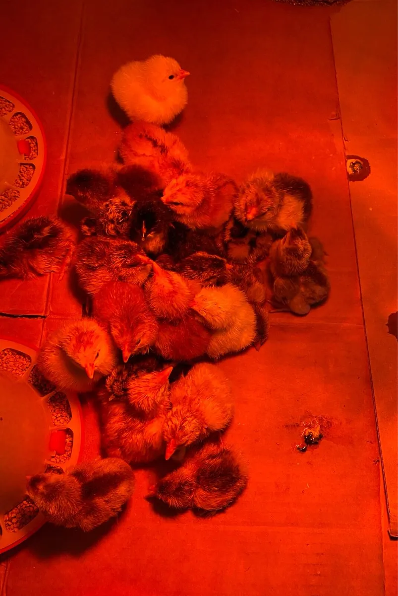 chicks available everyday - Image 1