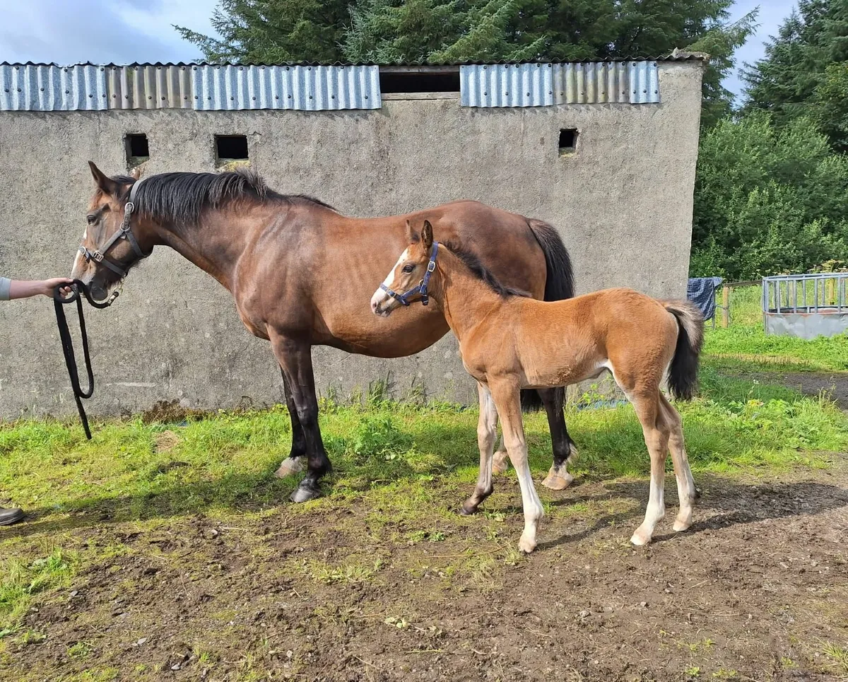 Cob mare x tb  with id filly foal - Image 1