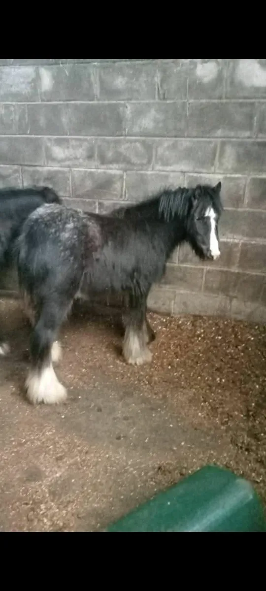 Spotted colt - Image 1