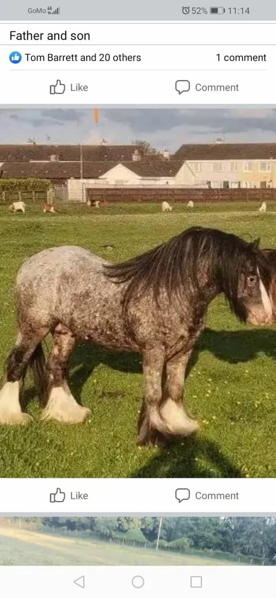 Spotted colt - Image 3