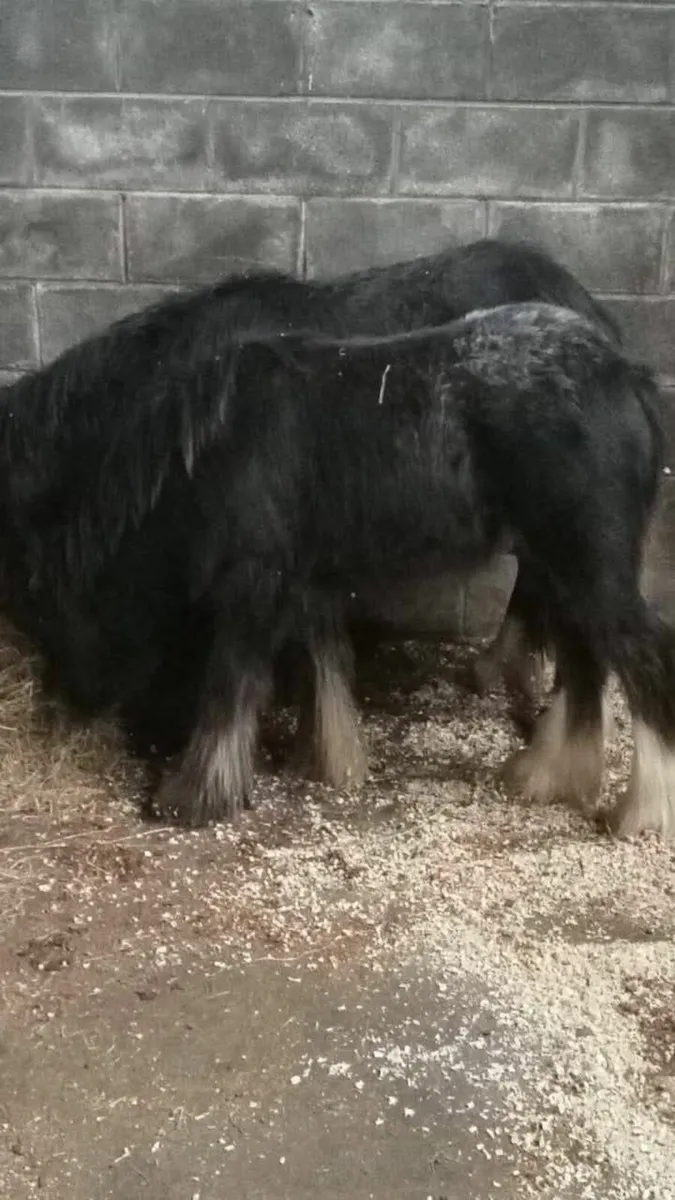 Spotted colt - Image 4