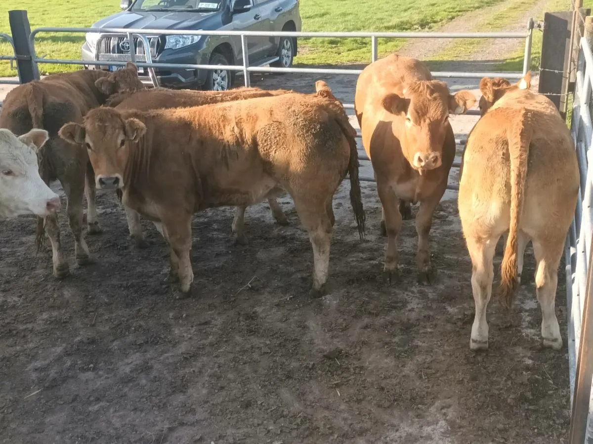 6  Top quailty U Grade LMX   Heifer's for sale - Image 1
