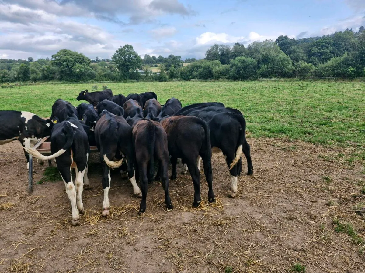 Strong reared calves - Image 1