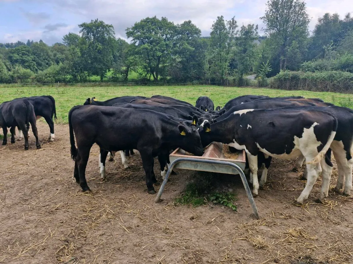 Strong reared calves - Image 2