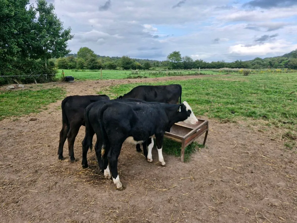 Strong reared calves - Image 3