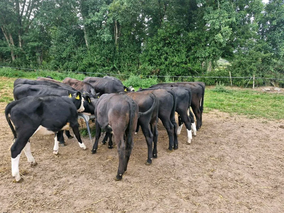Strong reared calves - Image 4