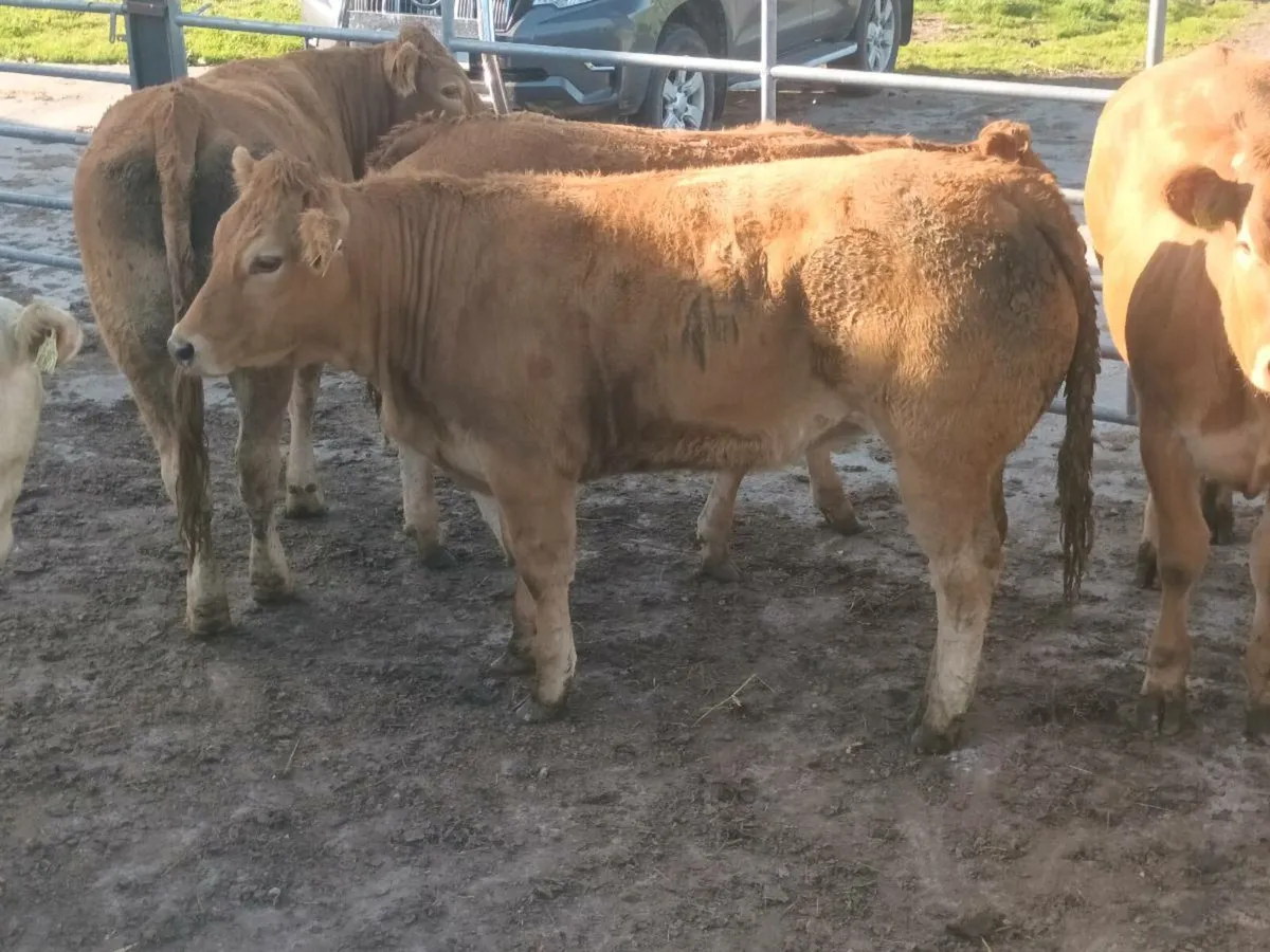 6  Top quailty U Grade LMX   Heifer's for sale - Image 2