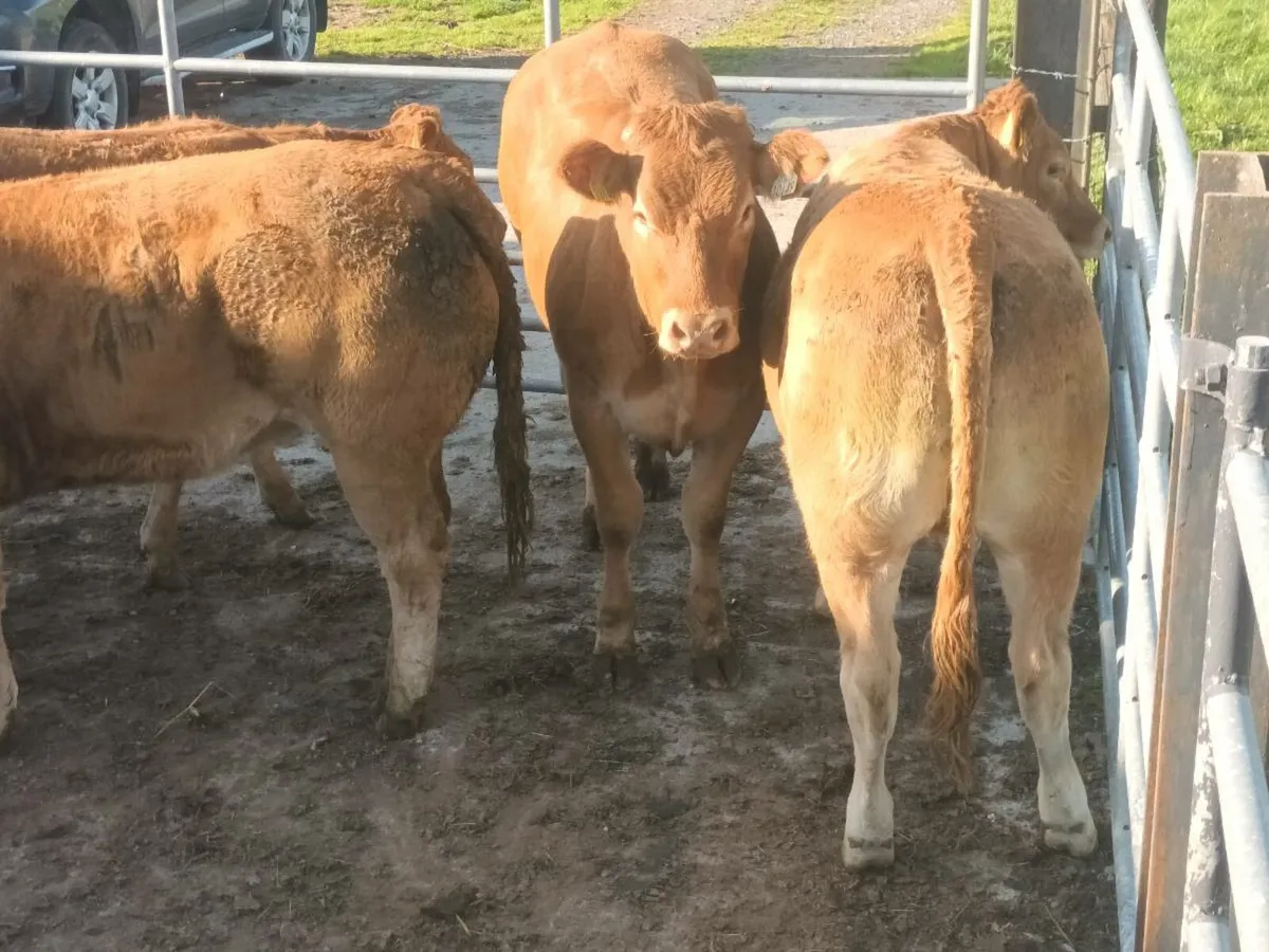 6  Top quailty U Grade LMX   Heifer's for sale - Image 3