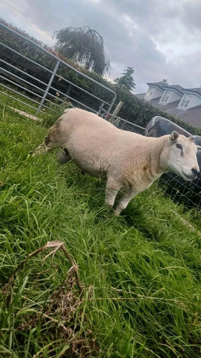 PB TEXEL RAM - Image 3