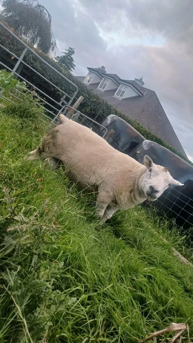 PB TEXEL RAM - Image 1