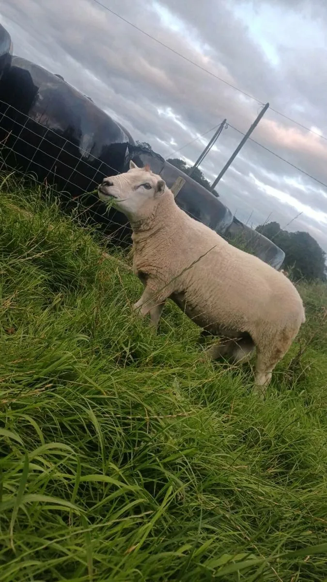 PB TEXEL RAM - Image 4