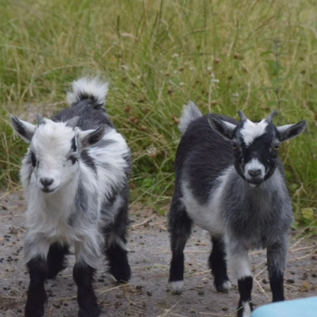 Pygmy Goats - Image 1