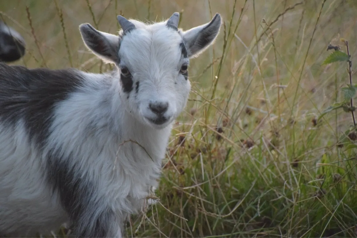 Pygmy Goats - Image 2