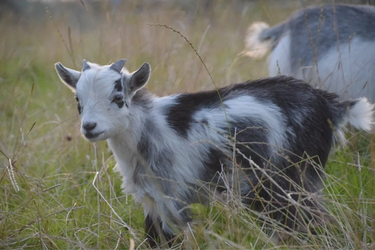 Pygmy Goats - Image 3