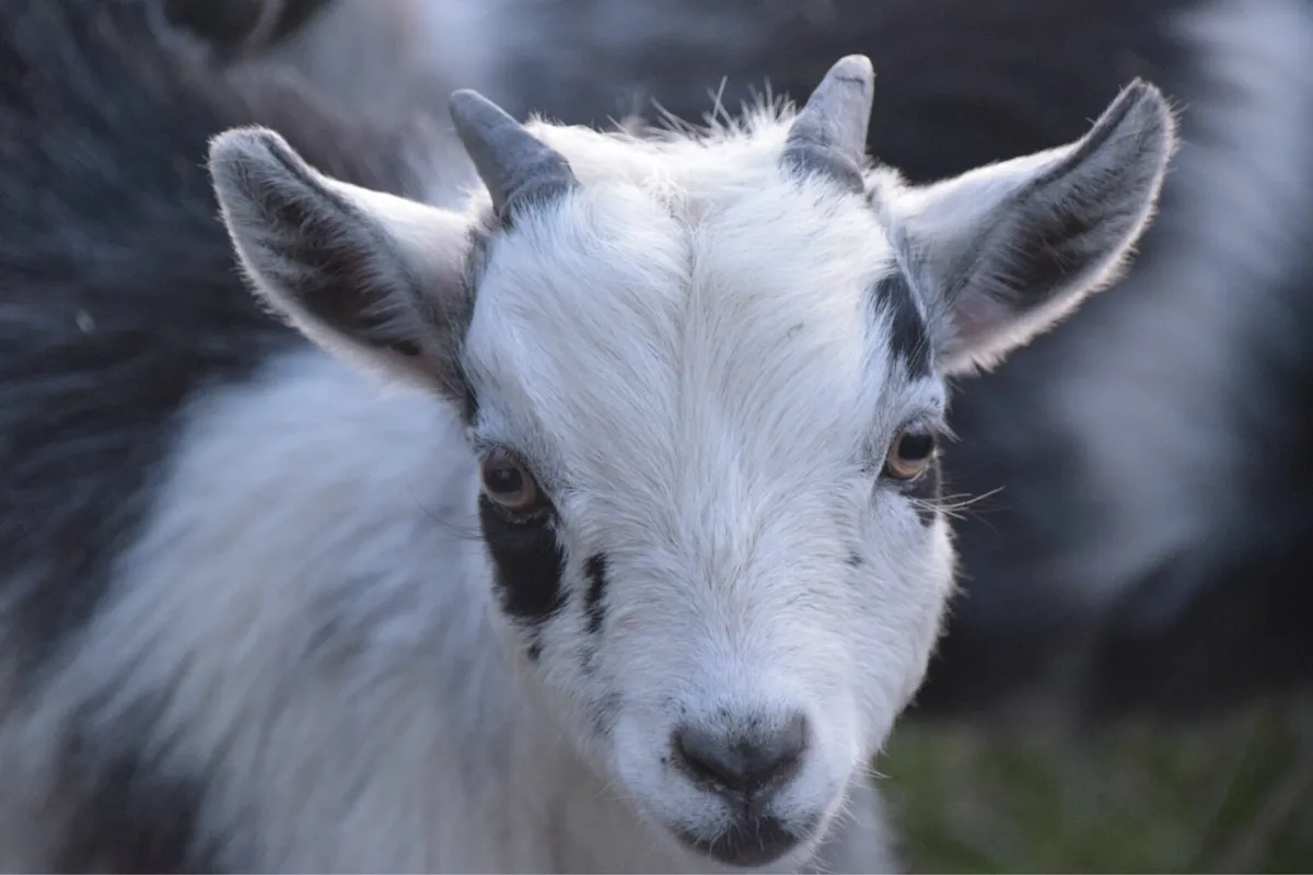Pygmy Goats - Image 4