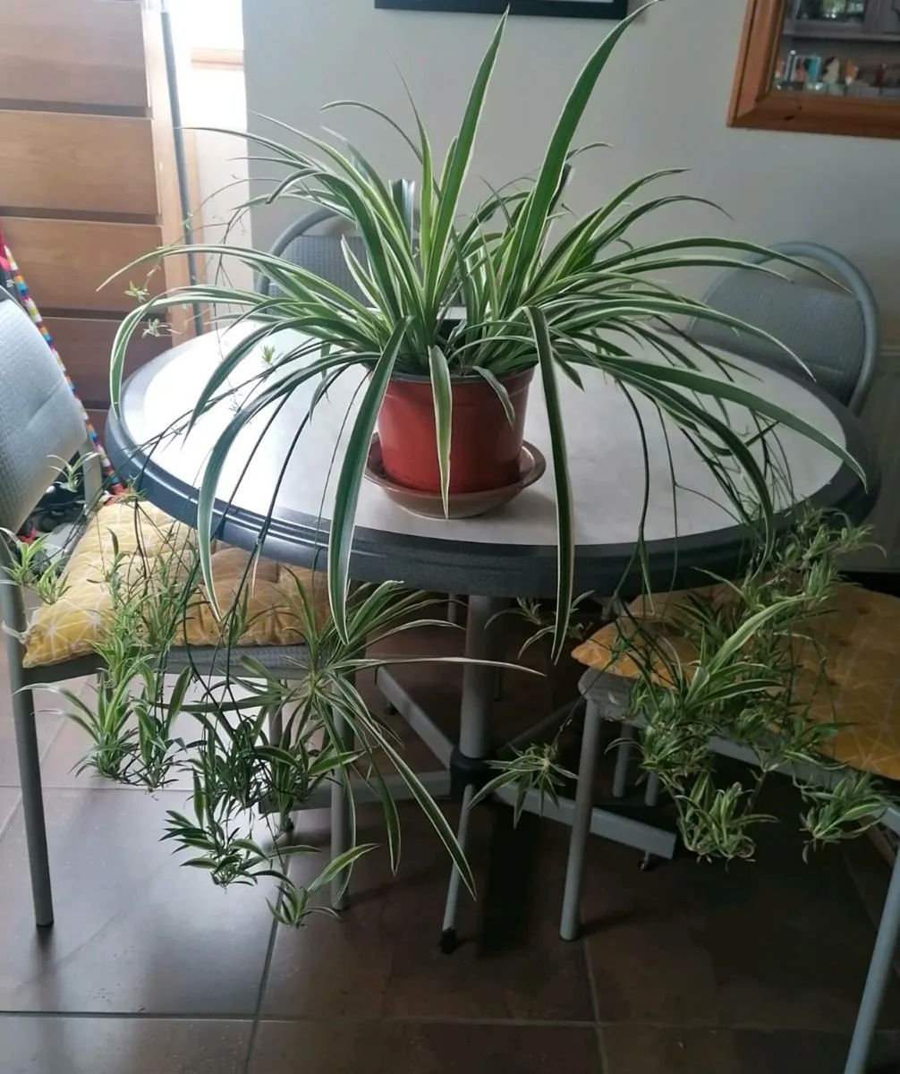 Huge Spider Plant with Spiderettes - Image 1