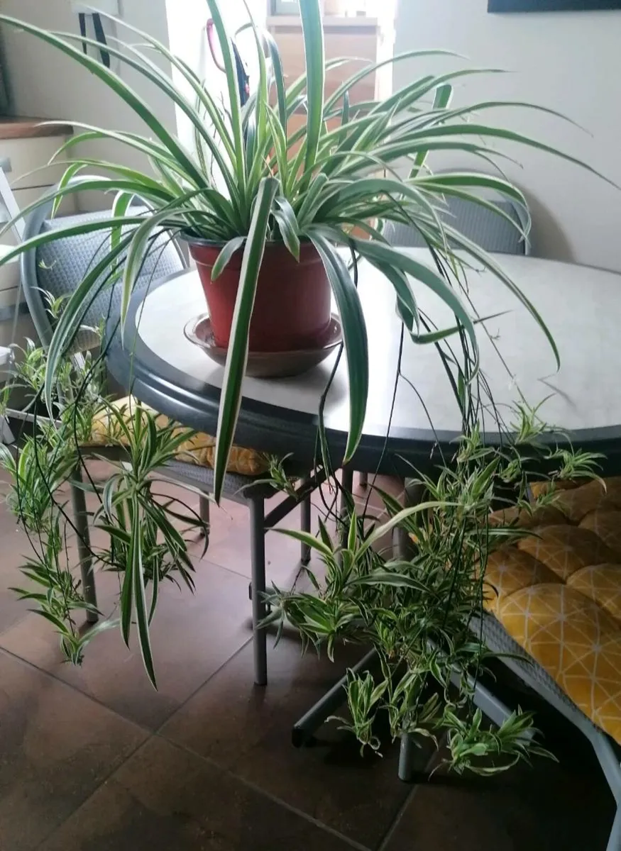 Huge Spider Plant with Spiderettes - Image 2