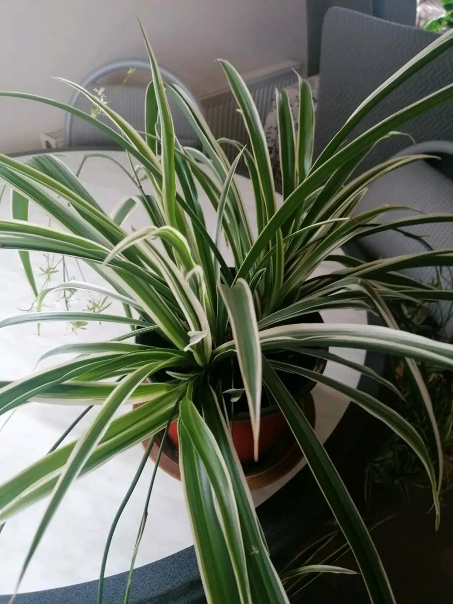 Huge Spider Plant with Spiderettes - Image 3