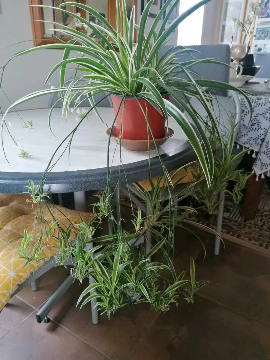 Huge Spider Plant with Spiderettes - Image 4