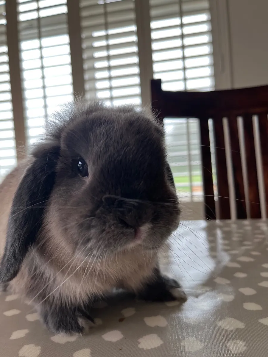 Mini lop Rabbit complete with cage, food etc - Image 2