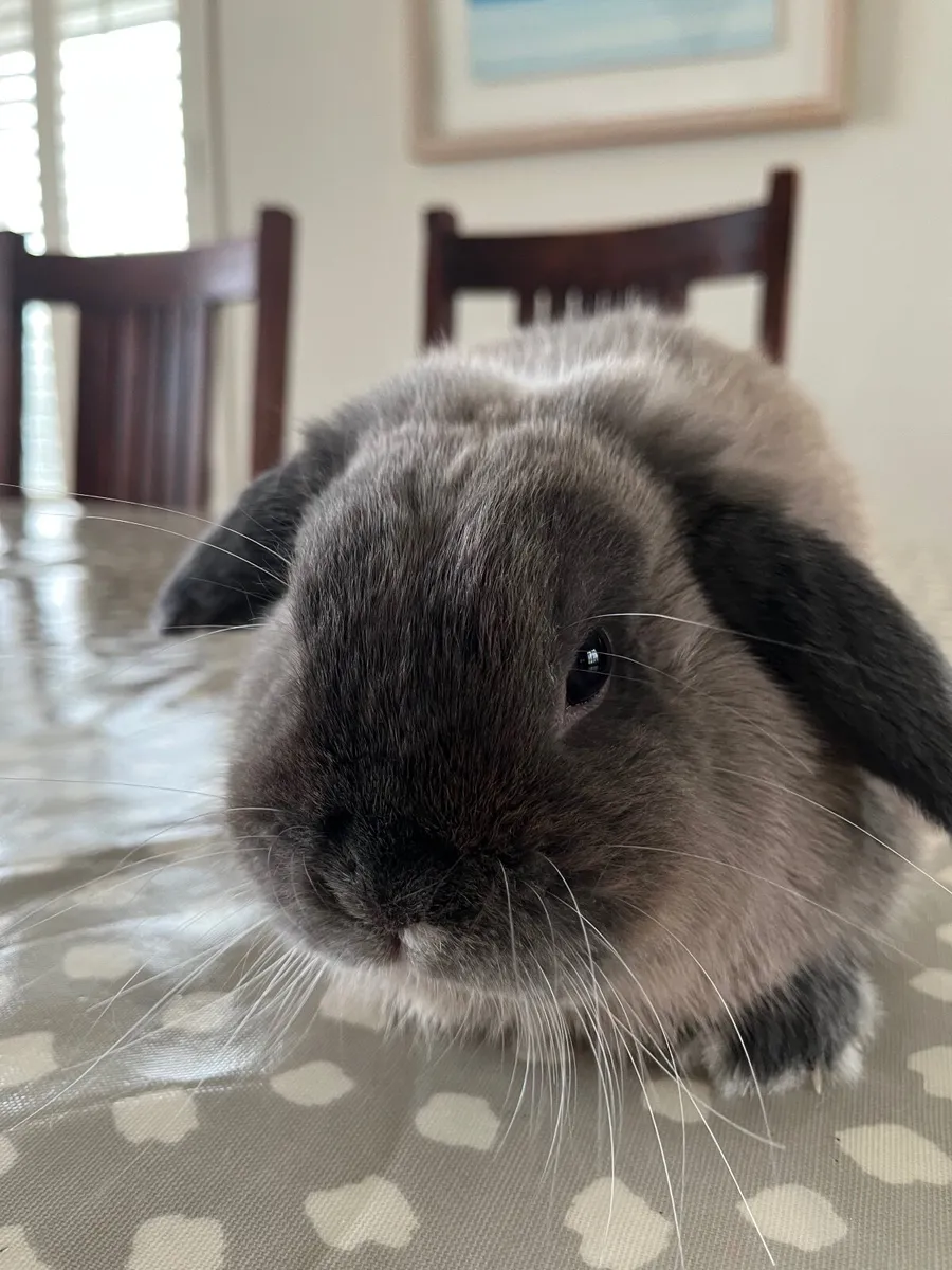 Mini lop Rabbit complete with cage, food etc - Image 1