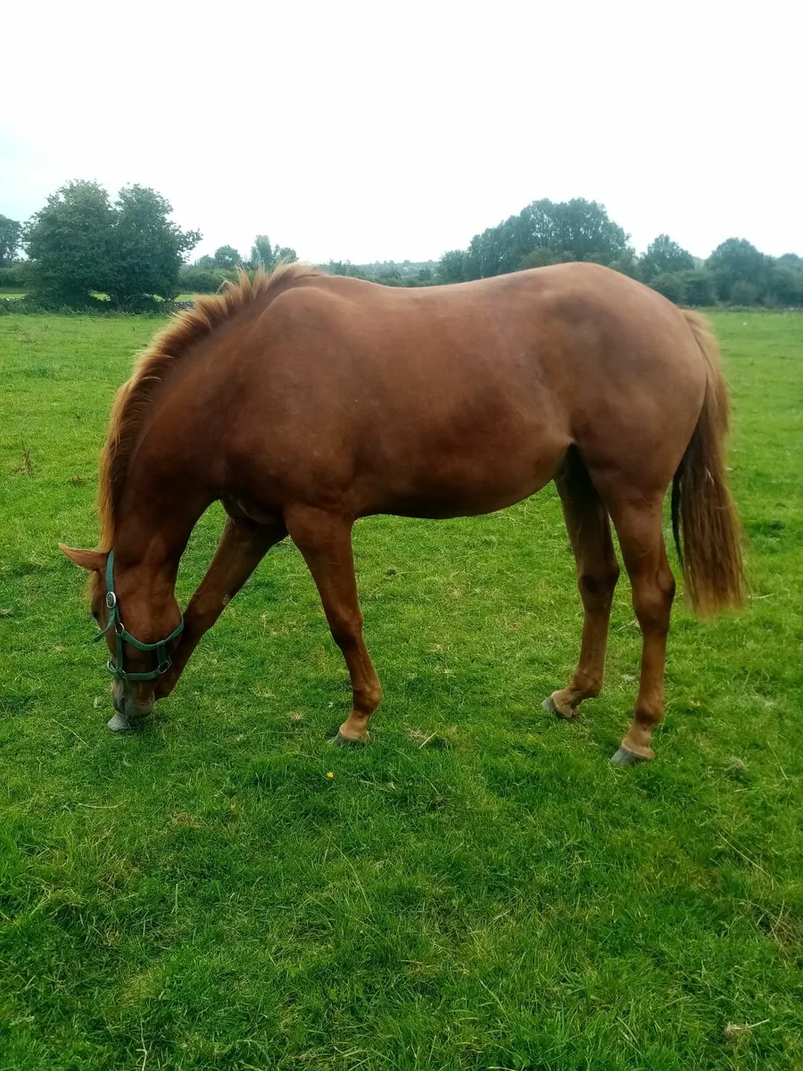 Thoroughbred Filly - Image 3