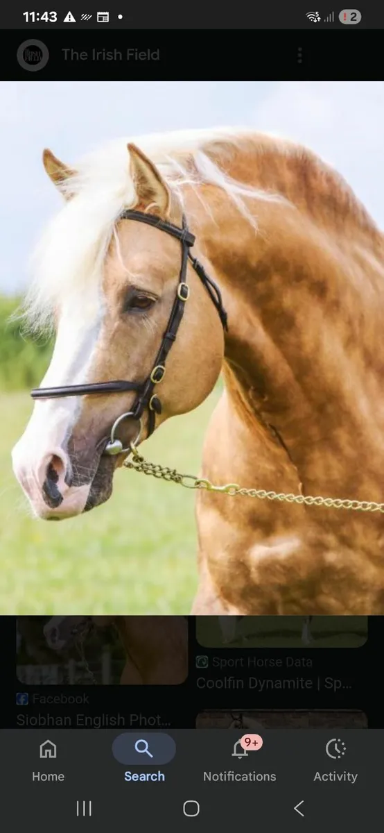 Dun Sports Horse - Image 4