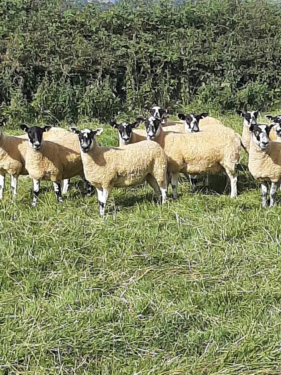 Mule Hoggets - Image 1
