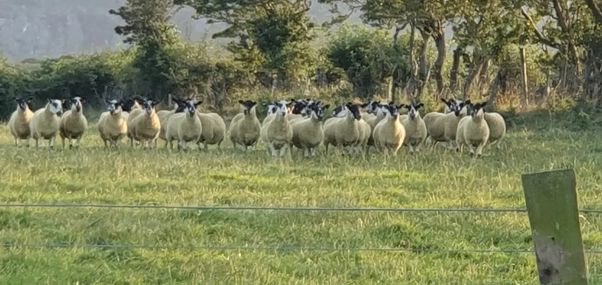 Mule Hoggets - Image 2