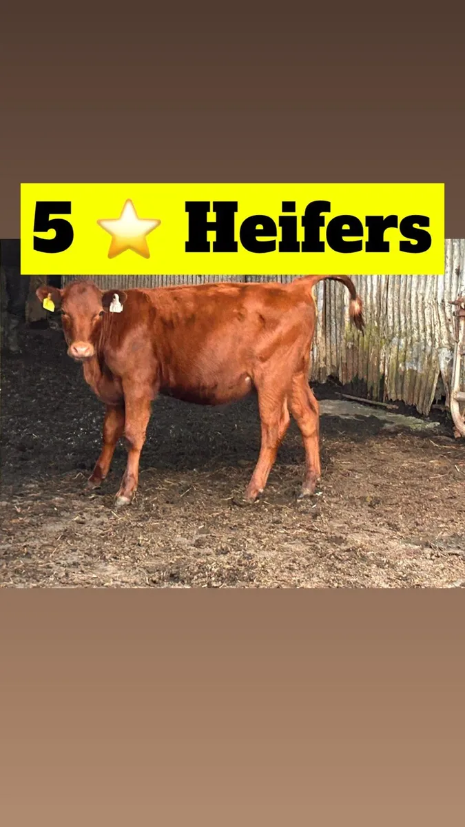 Heifers - Image 1