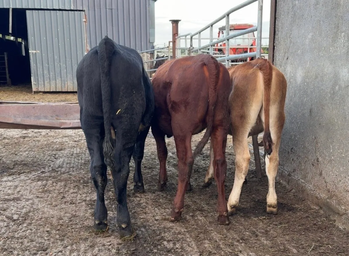 3 serious heifer runners - Image 1