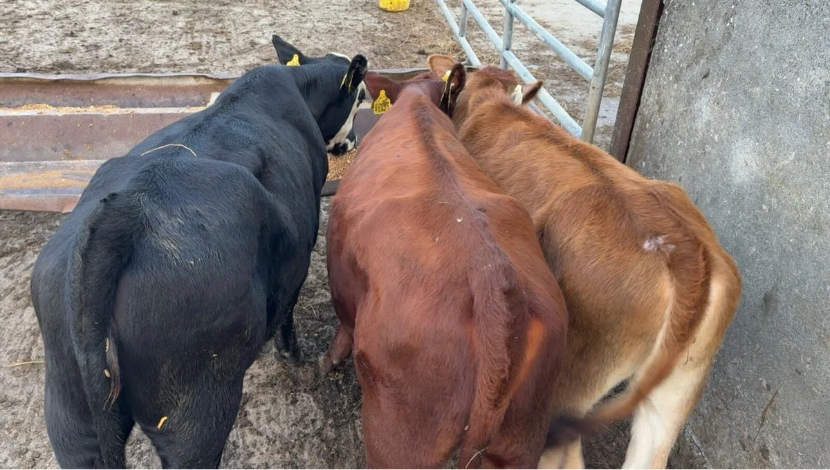 3 serious heifer runners - Image 2