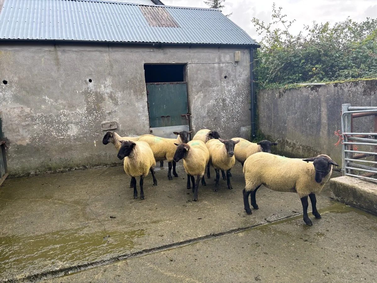 Suffolk Hoggetts sold in Ballymote Mart last Tues - Image 4