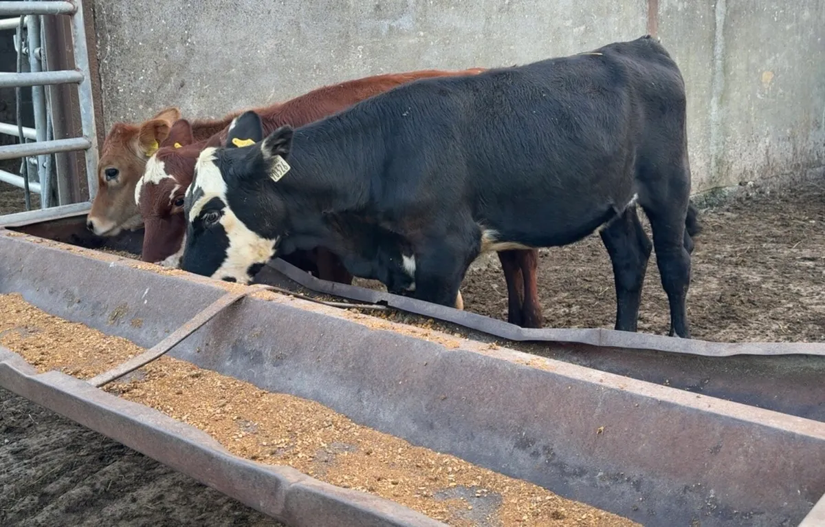 3 serious heifer runners - Image 3