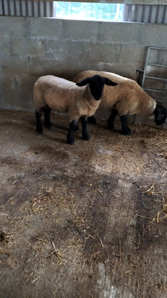 Pedigree Suffolk ram lambs - Image 1