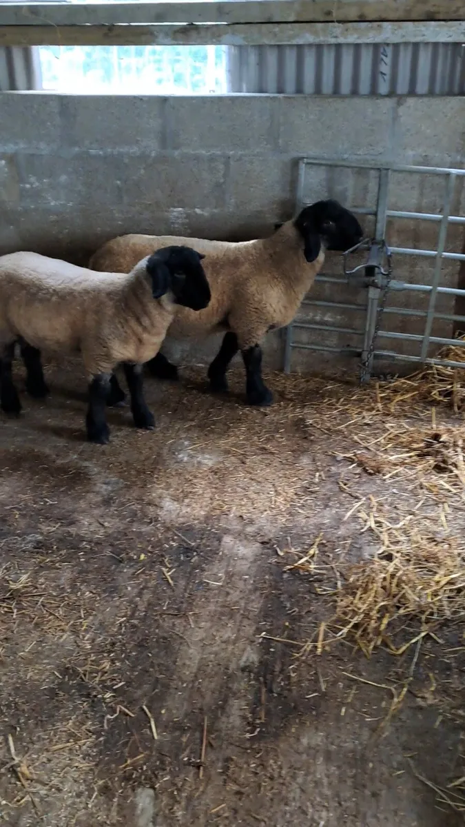 Pedigree Suffolk ram lambs - Image 2