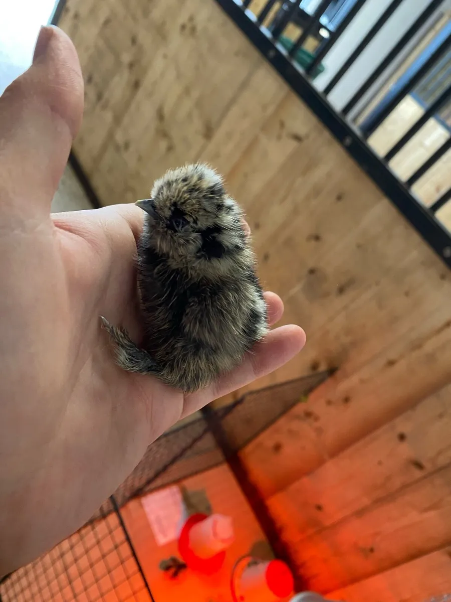 chicks available everyday - Image 2