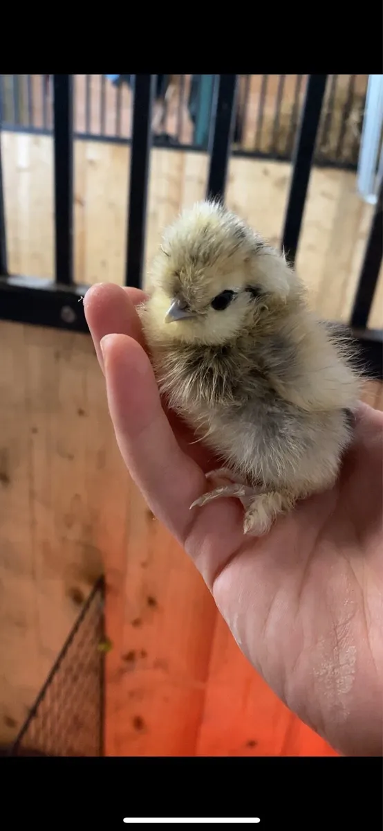 chicks available everyday - Image 3
