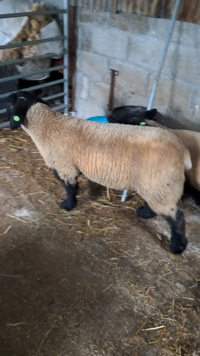 Pedigree Suffolk ram lambs - Image 3