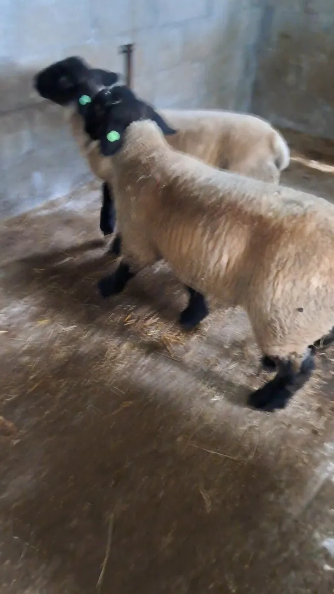 Pedigree Suffolk ram lambs - Image 4