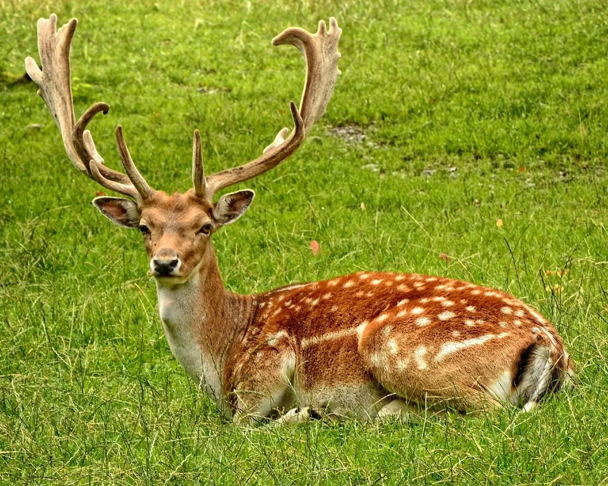 Deer control - Image 2