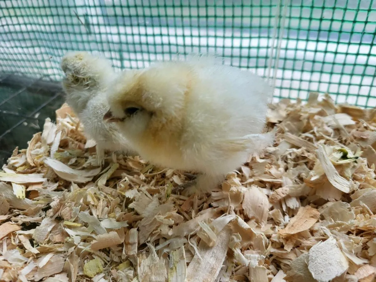 Silkie chicks - Image 1