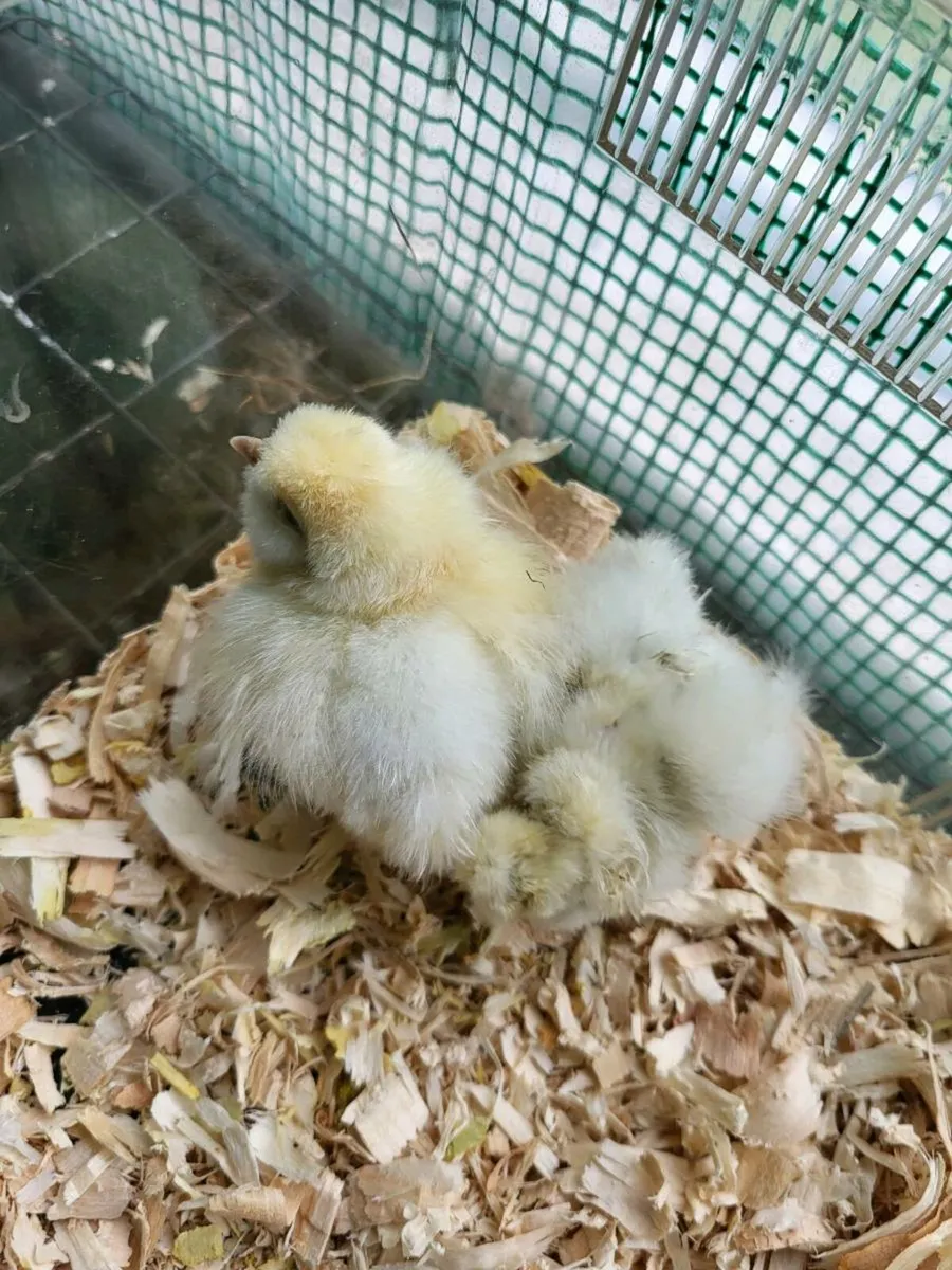 Silkie chicks - Image 2