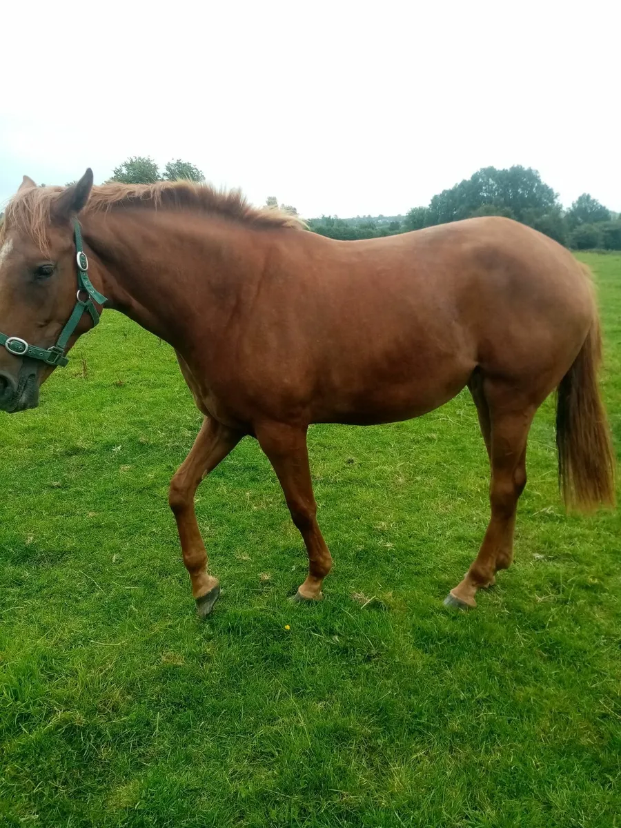 Thoroughbred Filly - Image 2