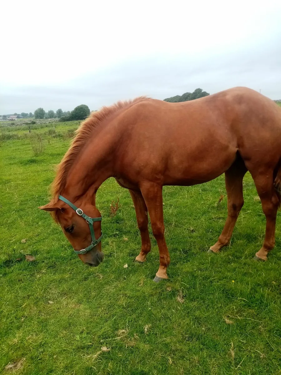Thoroughbred Filly - Image 1
