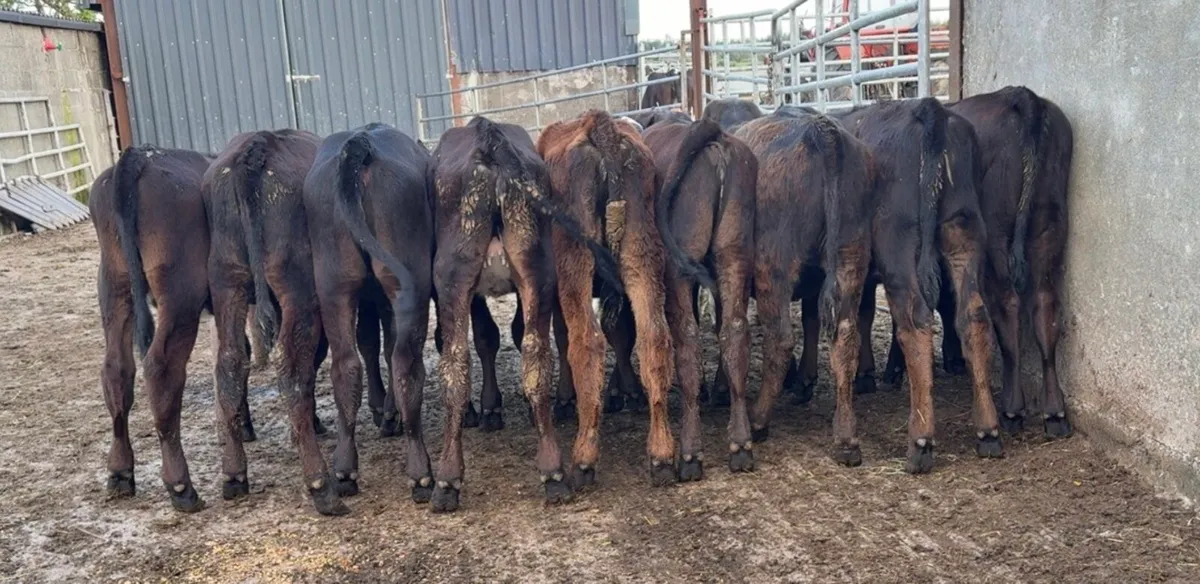 13 Super heifer runners - Image 1