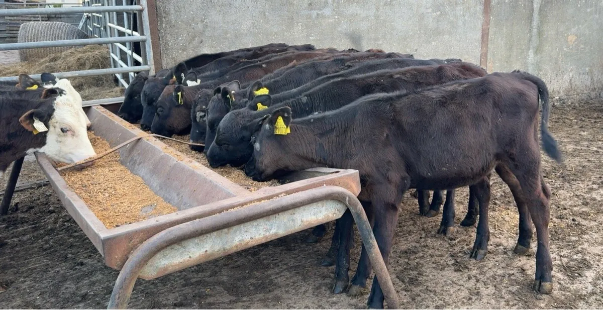 13 Super heifer runners - Image 2